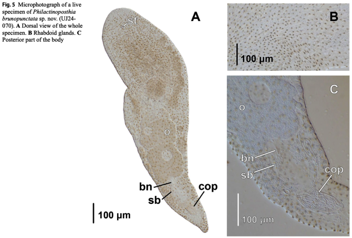 Philocelis brunopunctata