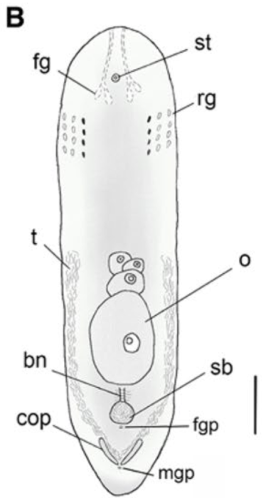 Philactinoposthia centrofusca