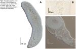 Philactinoposthia centrofusca