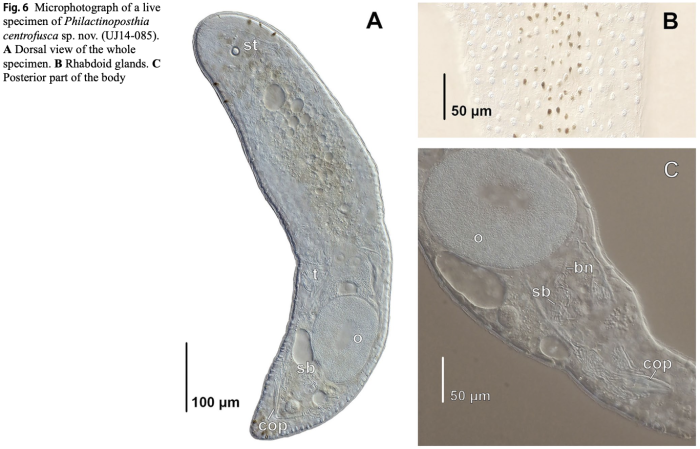 Philactinoposthia centrofusca