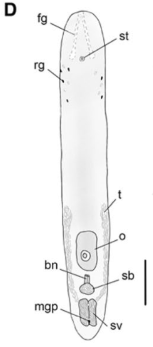 Philactinoposthia gracilia