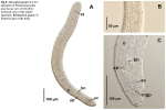 Philactinoposthia gracilia