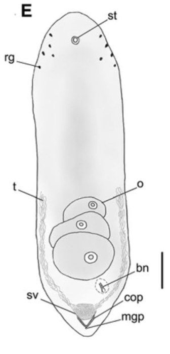 Philactinoposthia parvipenis