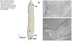 Philactinoposthia parvipenis
