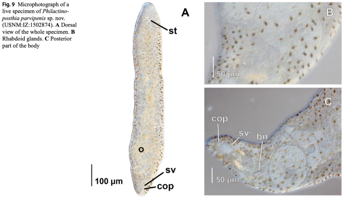 Philactinoposthia parvipenis