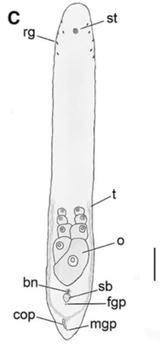 Philactinoposthia raikovae