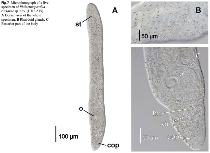 Philactinoposthia raikovae