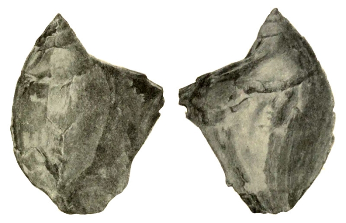 Pugnellus goldmani Gardner, 1916, pl. 17, figs. 5,6