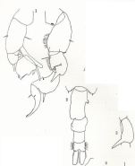 Pseudodiaptomus richardi M Wright 1936