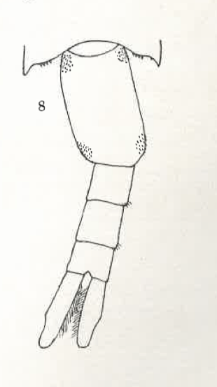 acutus F Ur Wright 1936