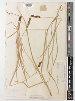 Holotype of Carex muricata subsp. ashokae (K 001418686)