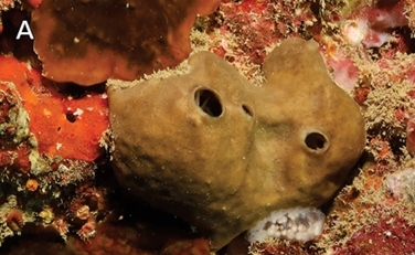 Plakortis madagascarensis
