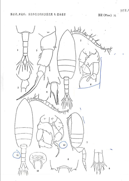 Pseudodiaptomus poplesia (Shen, 1955) 