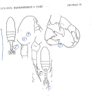 Pseudodiaptomus annandalei Sewell, 1919