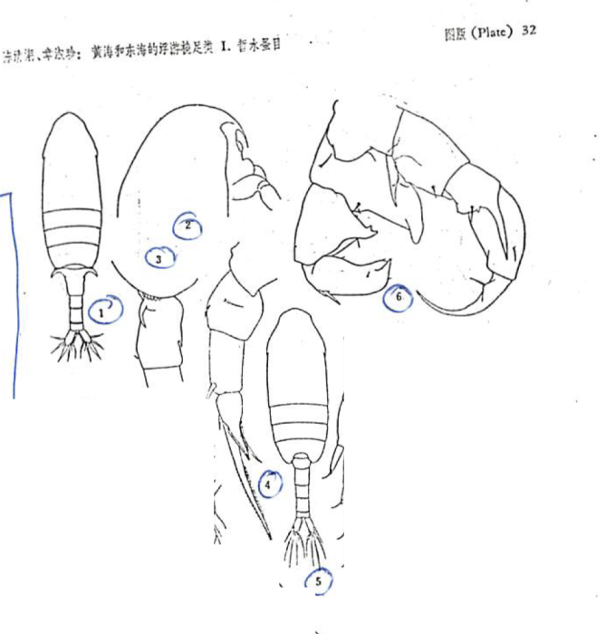 Pseudodiaptomus annandalei Sewell, 1919
