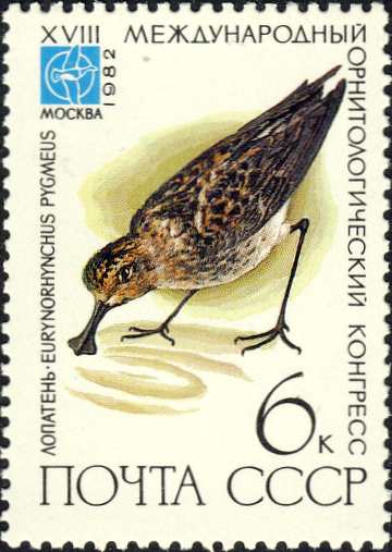 Eurynorhynchus pygmeus Eurynorhynchus pygmeus