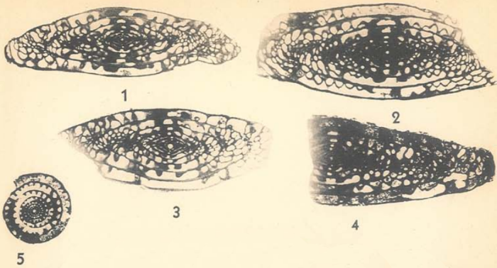 Triticites victorioensis Dunbar &amp; Skinner, 1937
