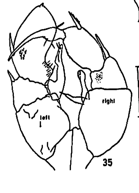 Pseudodiaptomus stuhlmanni (Poppe &amp; Mrázek, 1895) 