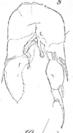 Schmackeria stuhlmanni Poppe & Mrázek, 1895 