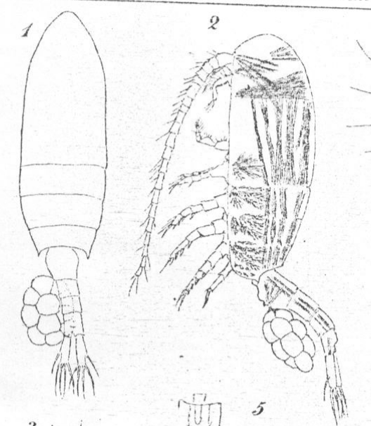 Schmackeria stuhlmanni Poppe &amp; Mrázek, 1895 