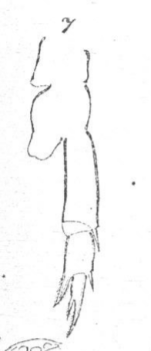 Schmackeria stuhlmanni Poppe & Mrázek, 1895 