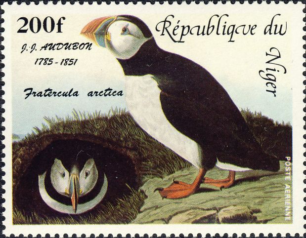 Fratercula arctica Fratercula arctica