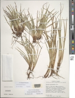 Holotype of Carex haleakalensis
