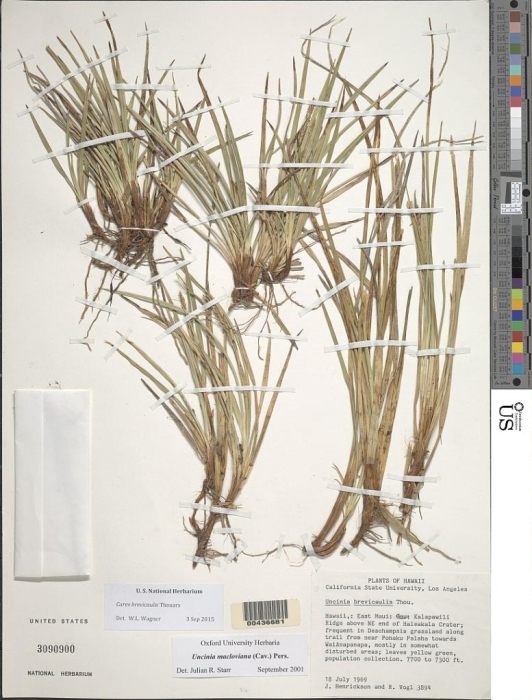 Holotype of Carex haleakalensis