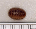 Lepidochitona cinerea (Linnaeus, 1767) 