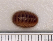 Lepidochitona cinerea (Linnaeus, 1767) 