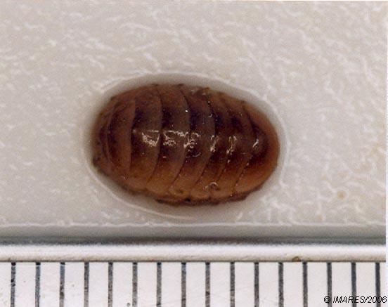 Lepidochitona cinerea (Linnaeus, 1767) Lepidochitona cinerea (Linnaeus, 1767)