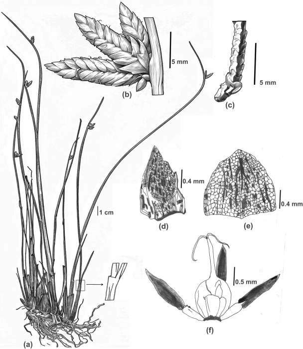 Analytical drawing of Schoenoplectiella cuddalorensis