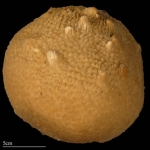 Aaptos mucronatus