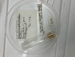 Haliclona petrosioides sensu Bergquist, 1961