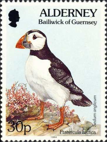 Fratercula arctica Fratercula arctica