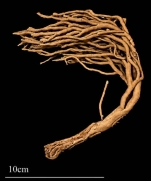 Homaxinea fruticosa Lehnert, Rooney & Everett, 2026