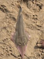Glaucostegus younholeei 