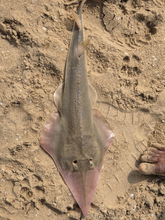 Glaucostegus younholeei 