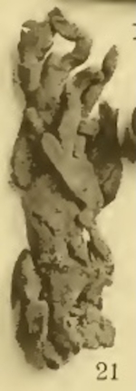 Cladochalina dendroides Von Lendenfeld, 1887