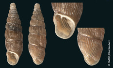 Glisschrus (Clausilia) cruciata S. Studer, 1820