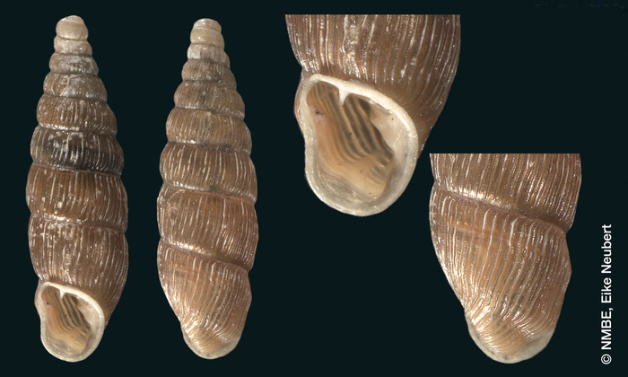 Glisschrus (Clausilia) cruciata S. Studer, 1820
