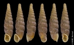 Clausilia cruciata (S. Studer, 1820)
