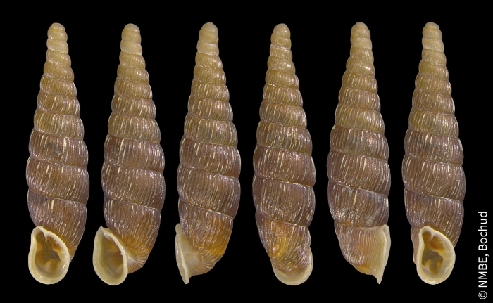 Clausilia cruciata (S. Studer, 1820)