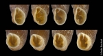 Clausilia cruciata (S. Studer, 1820)