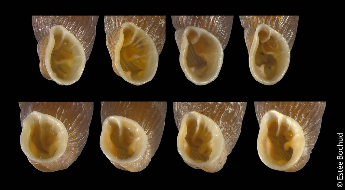 Clausilia cruciata (S. Studer, 1820)