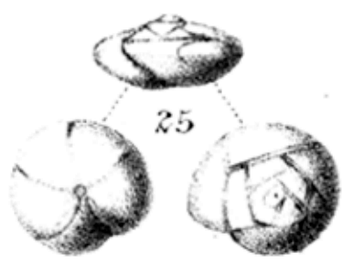 Pulvinulina exigua var. obtusa Burrows &amp; Holland, 1897