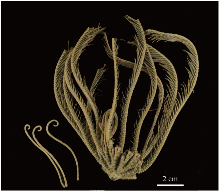 Thalassometra brachia sp. nov. MBM287882