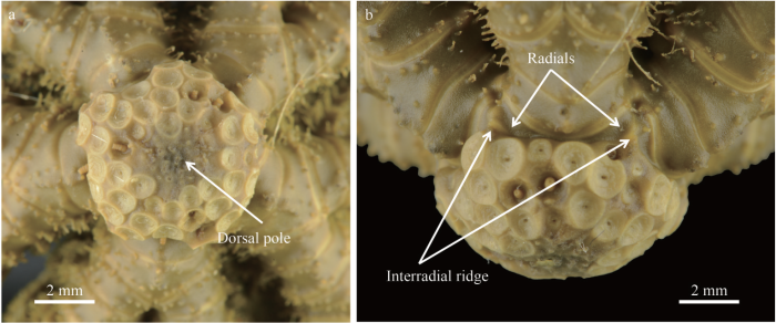 Thalassometra brachia holotype centrodorsal