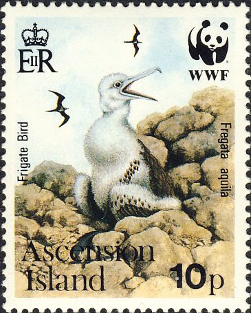 Fregata aquila Fregata aquila