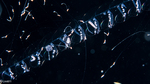 Lilyopsis problematica